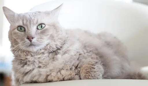 What Cats Are Hypoallergenic