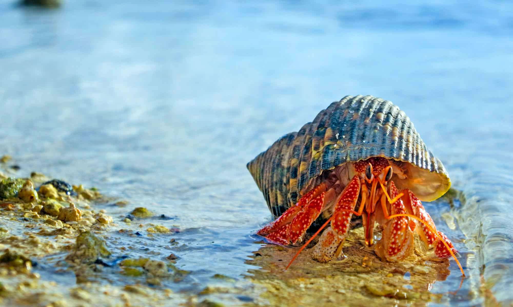 Do Hermit Crabs Live In Water
