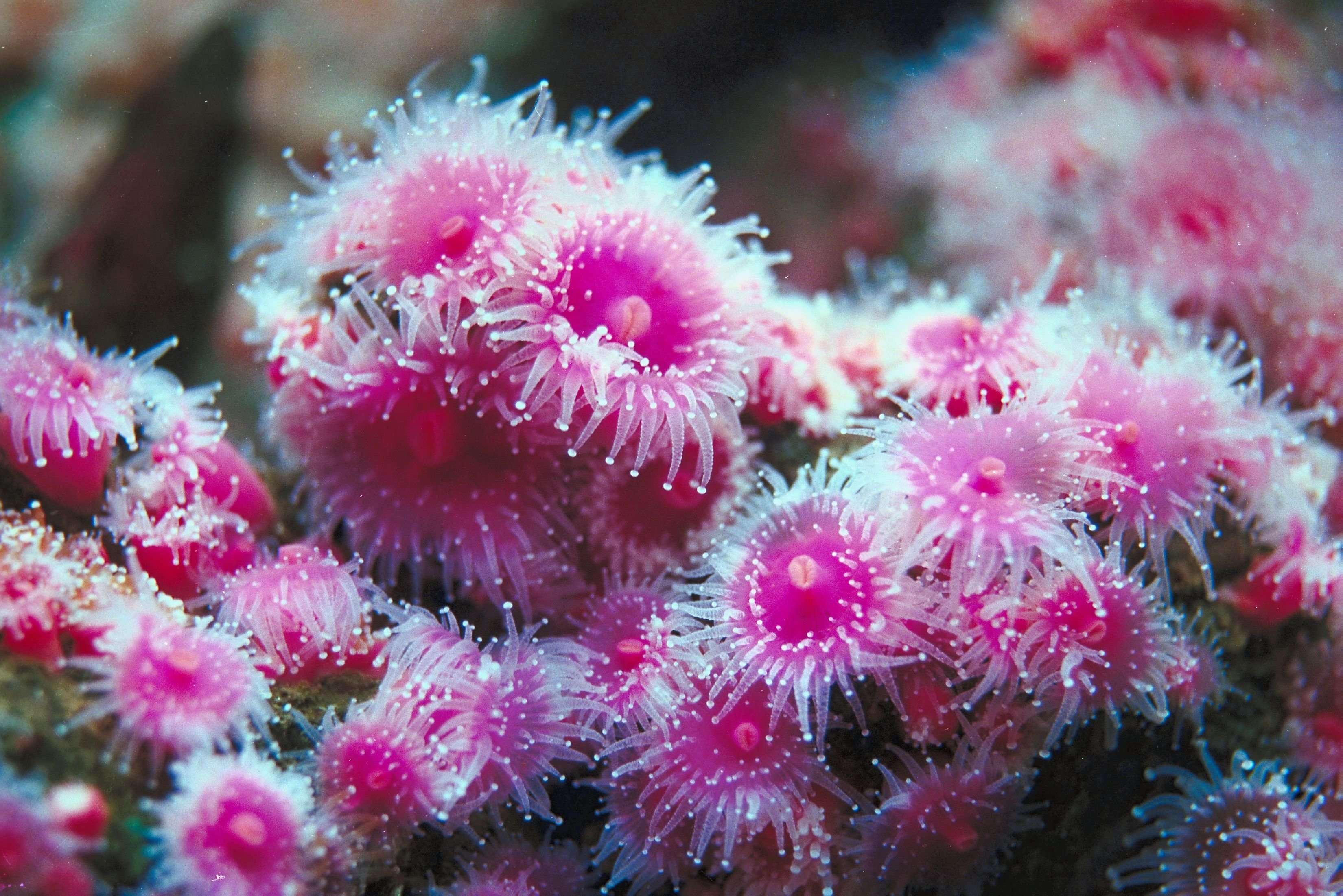 What Do Sea Anemones Eat
