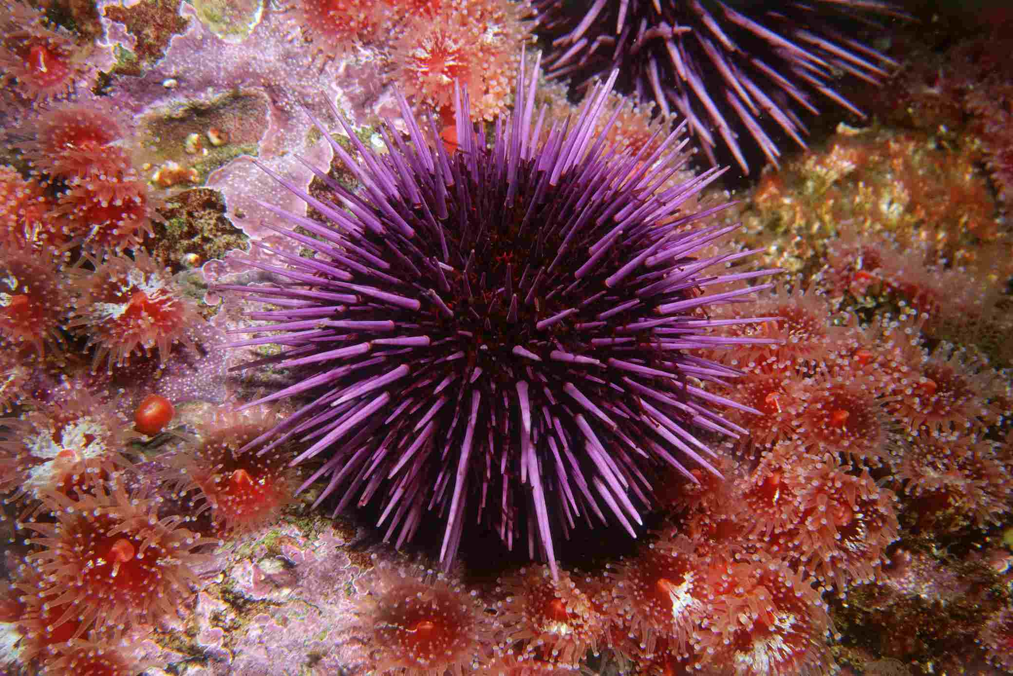 How Does Temperature Affect Sea Urchins
