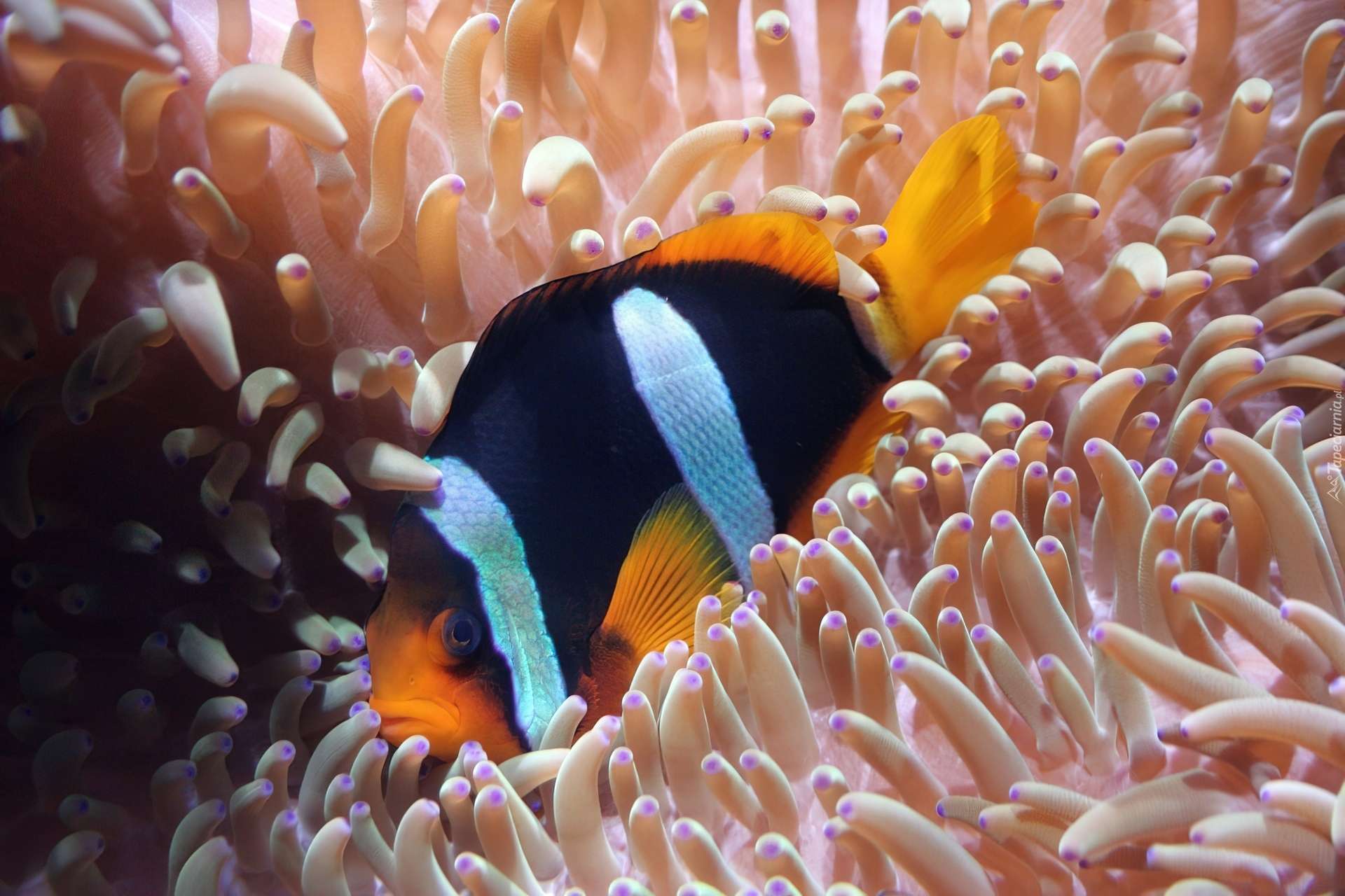 Clownfish care
