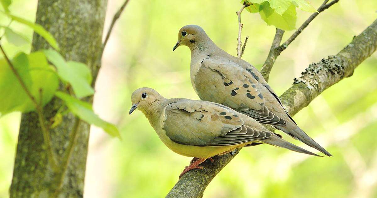 How Long Do Doves Live