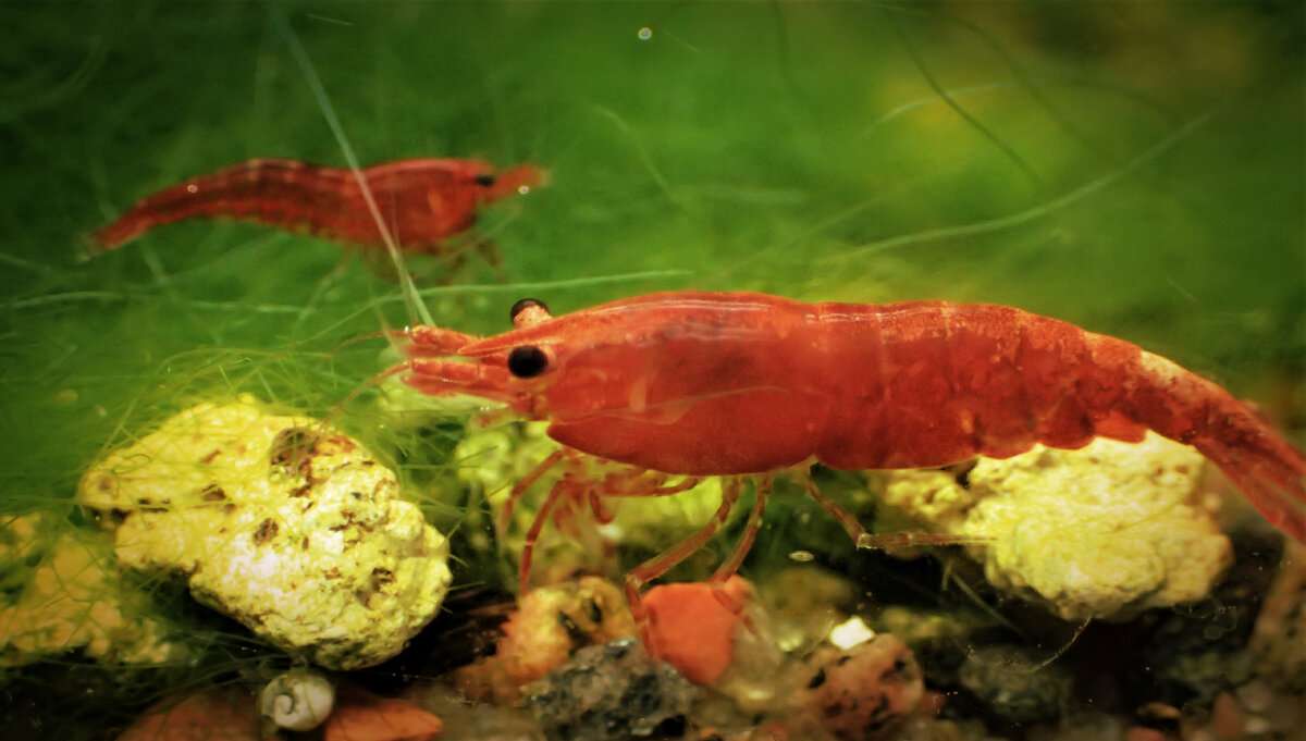 Can Brine Shrimp Live In Freshwater