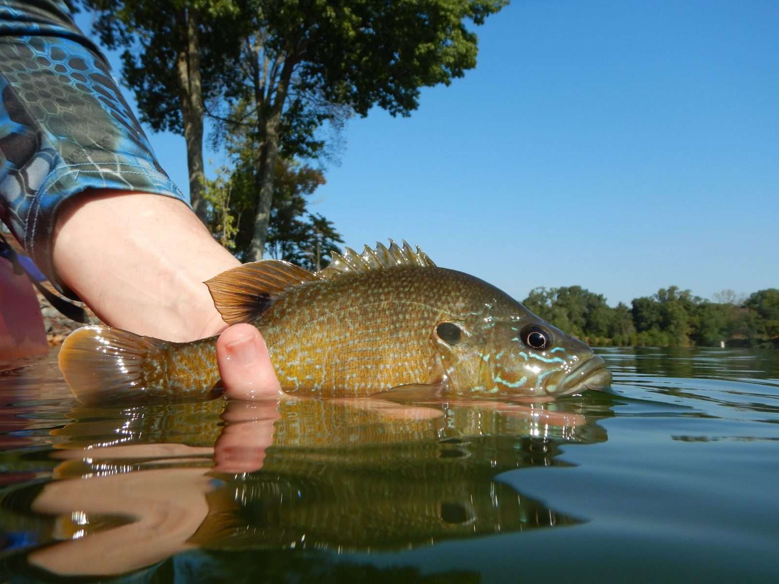 Green Sunfish Size And Growth Patterns