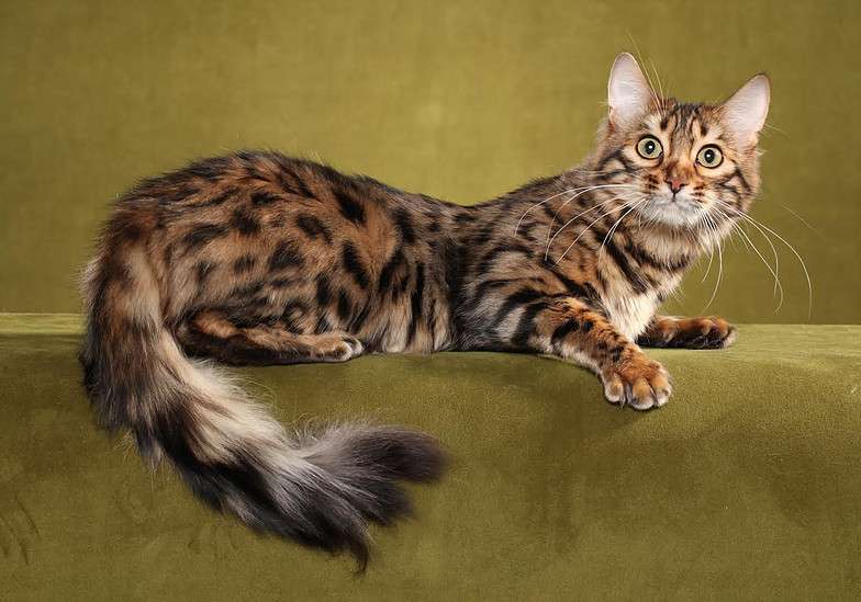 How Much Is A Bengal Cat 