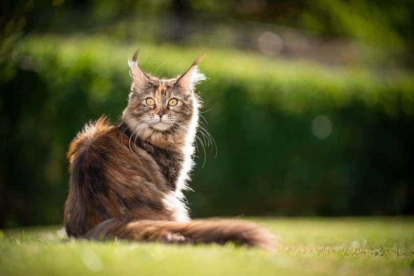 How Much Does A Maine Coon Cat Weigh