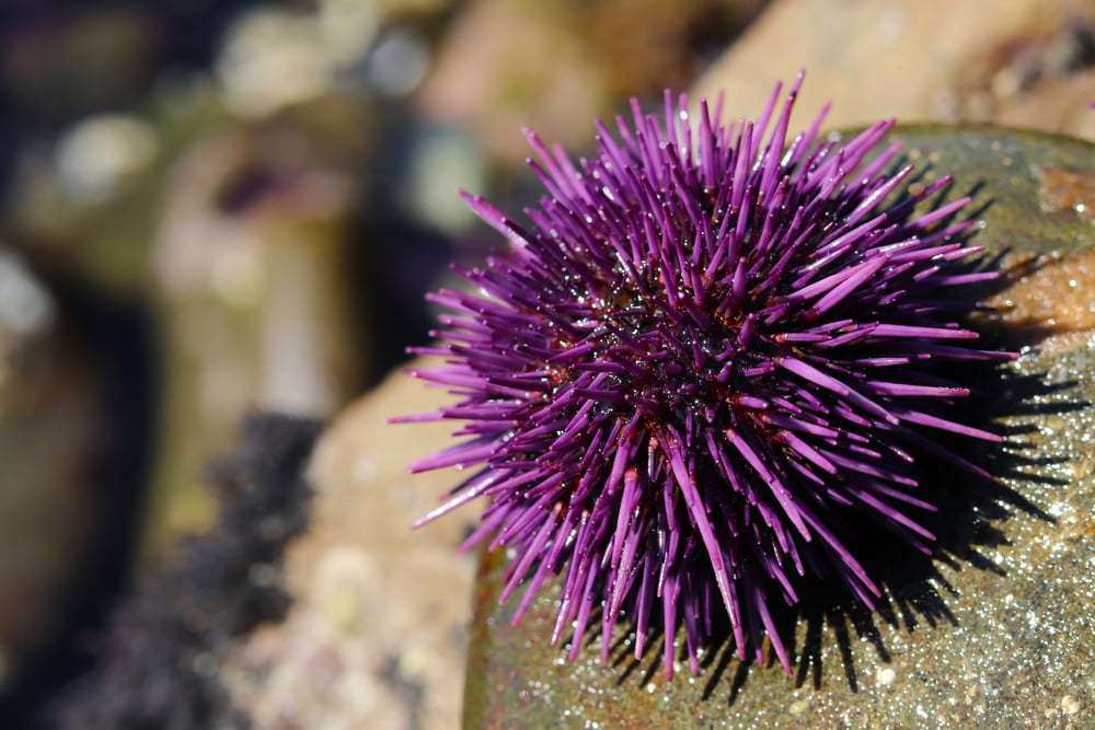 How Do Sea Urchins Reproduce
