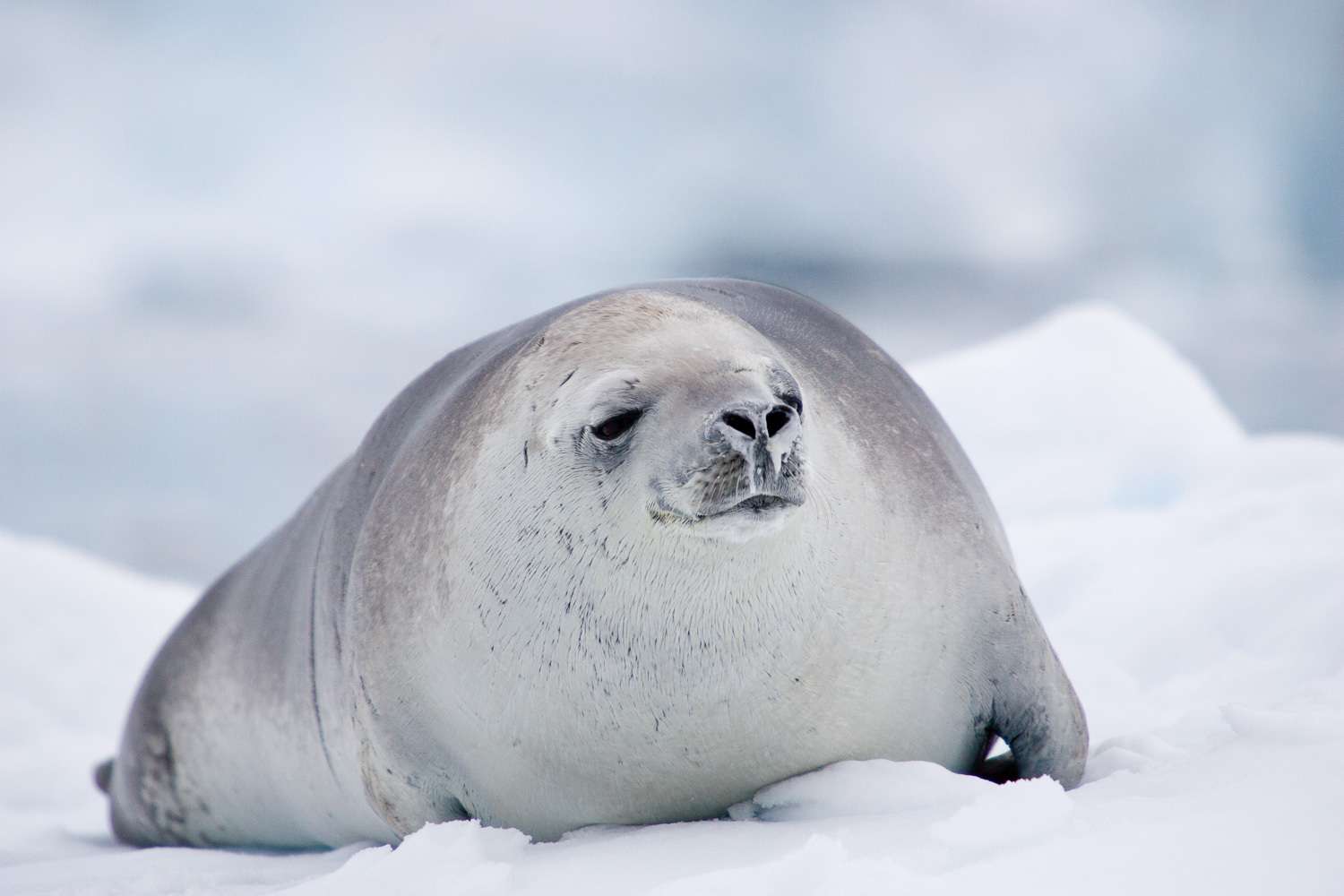 What Does A Seal Eat