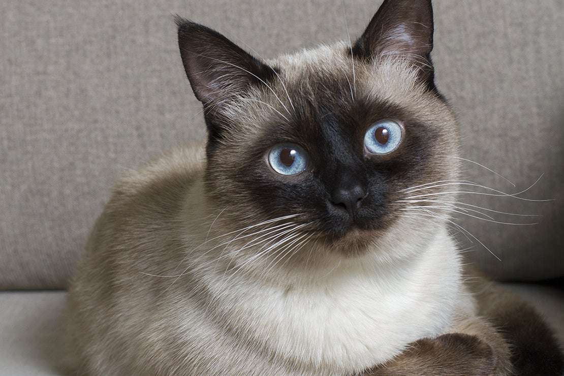 Are Siamese Cats Affectionate