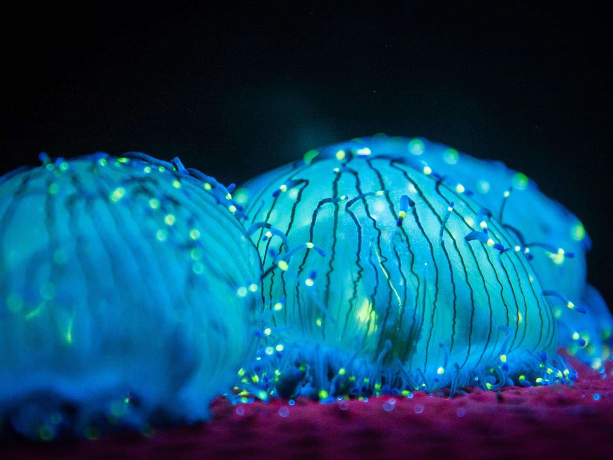 When Does Bioluminescence Occur It