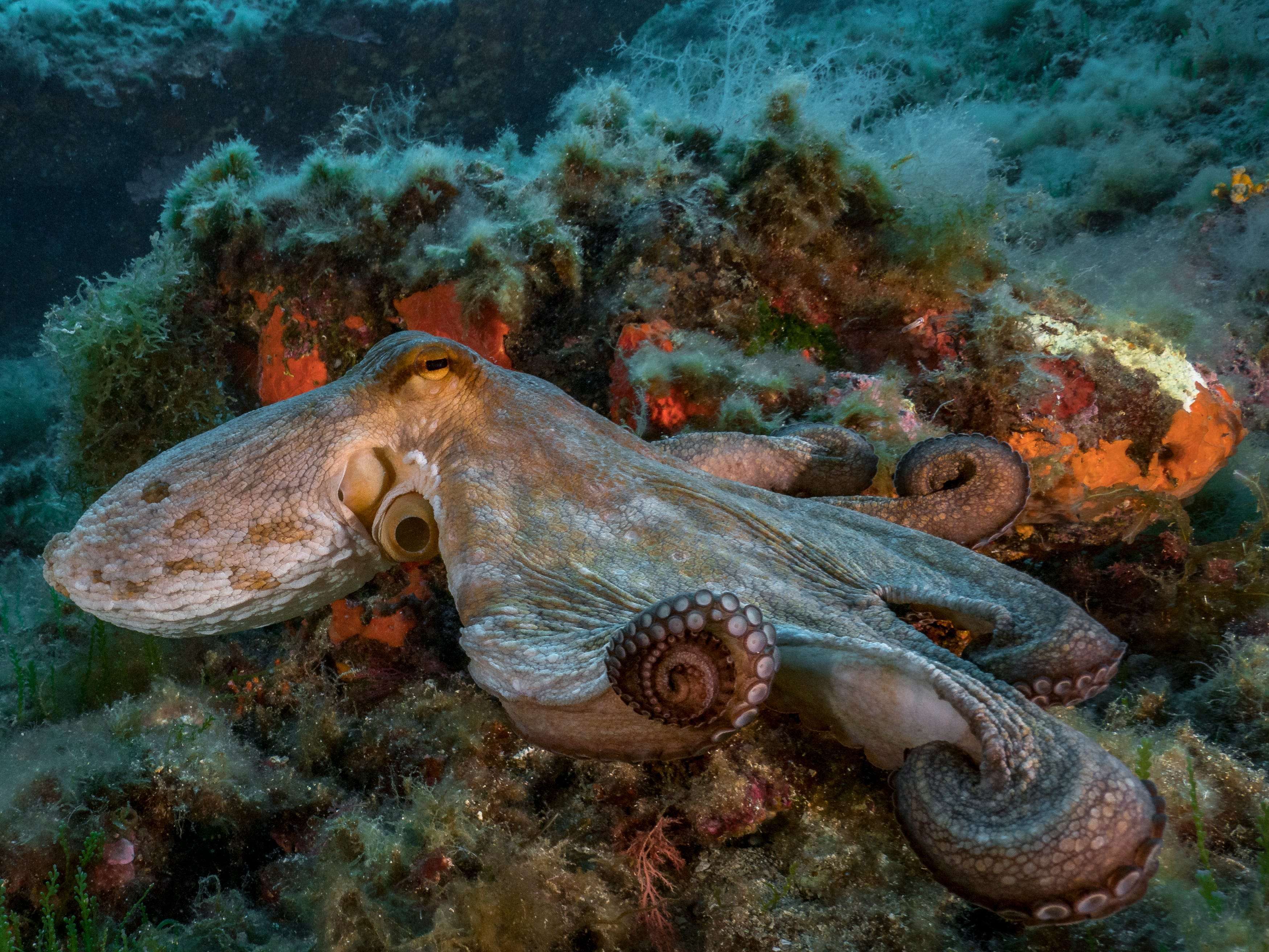 How Big Can An Octopus Get
