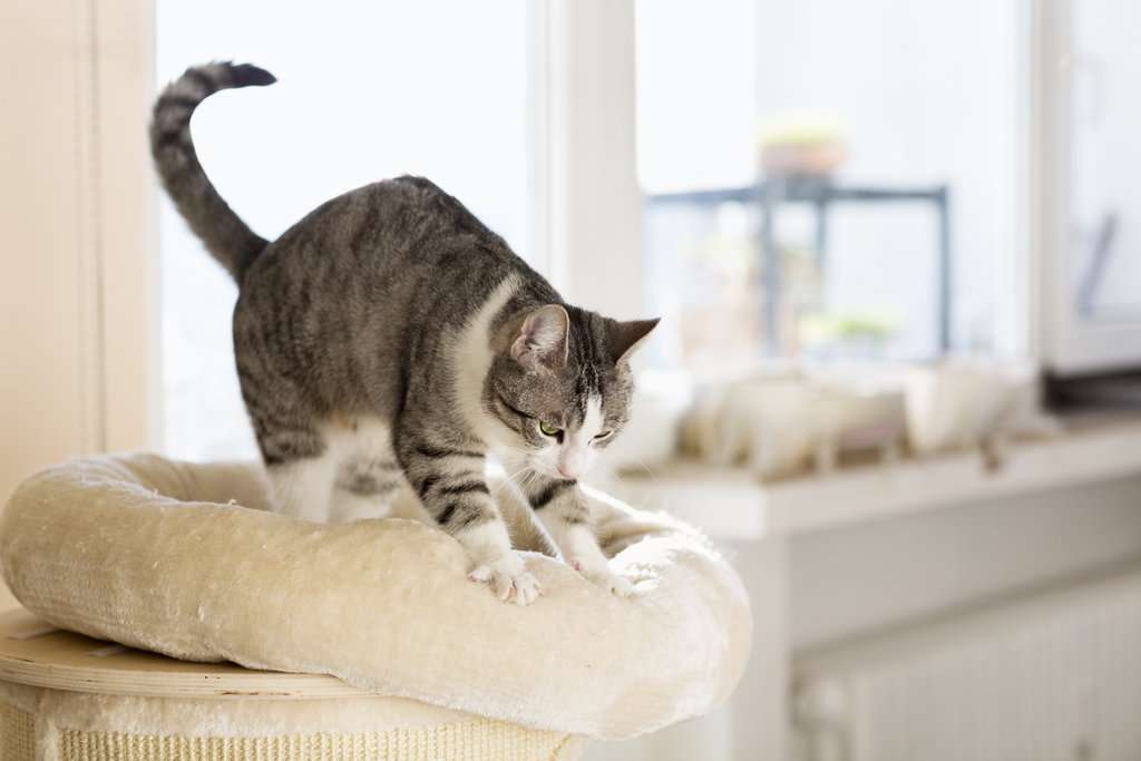 Do Cats Behavior Change After Neutering 