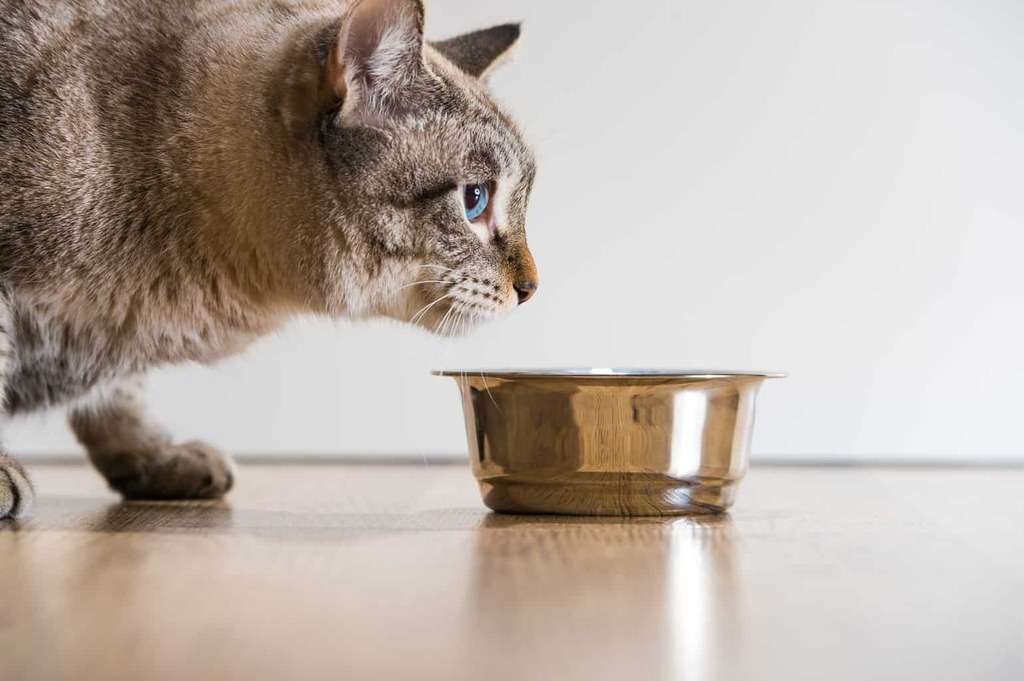 How To Change Cat Food 