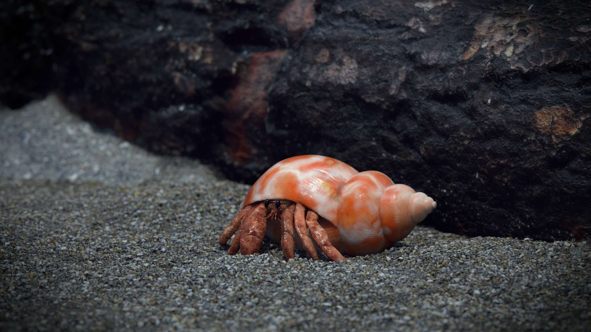 How Long Can A Hermit Crab Survive Without A Shell