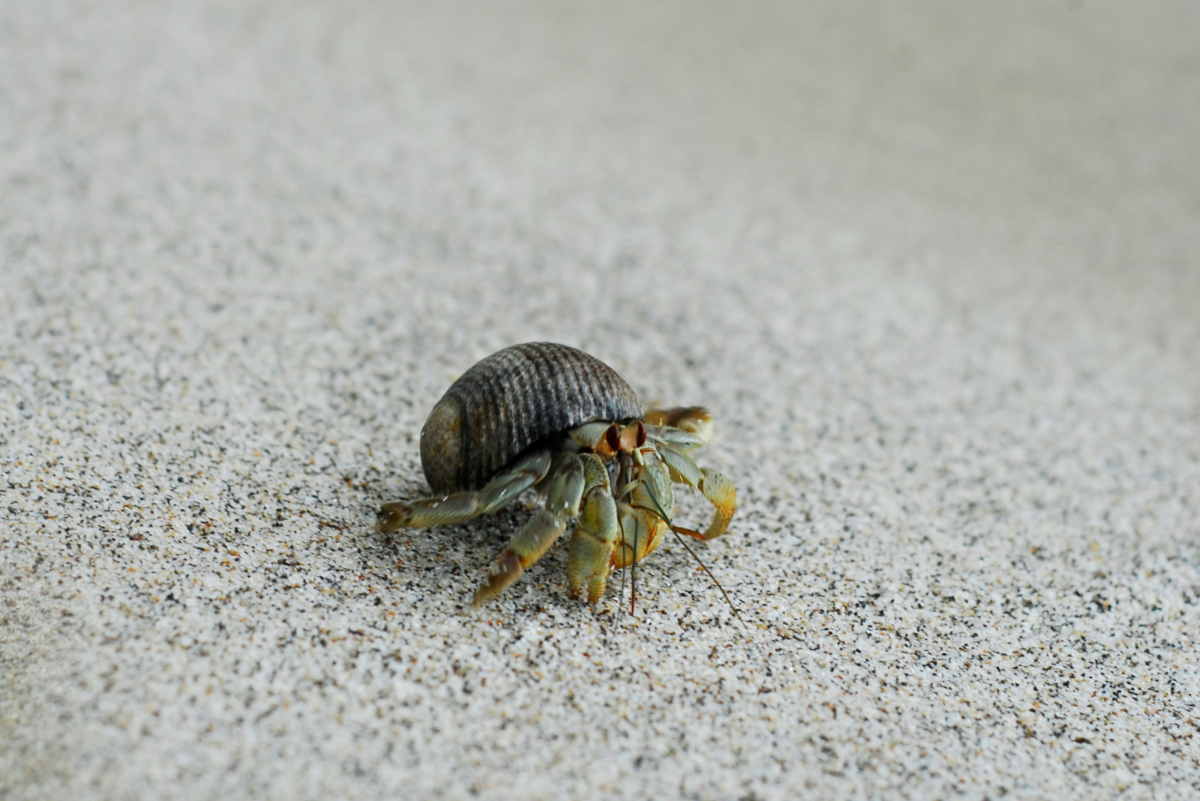 How To Take Care Of Hermit Crabs From The Beach
