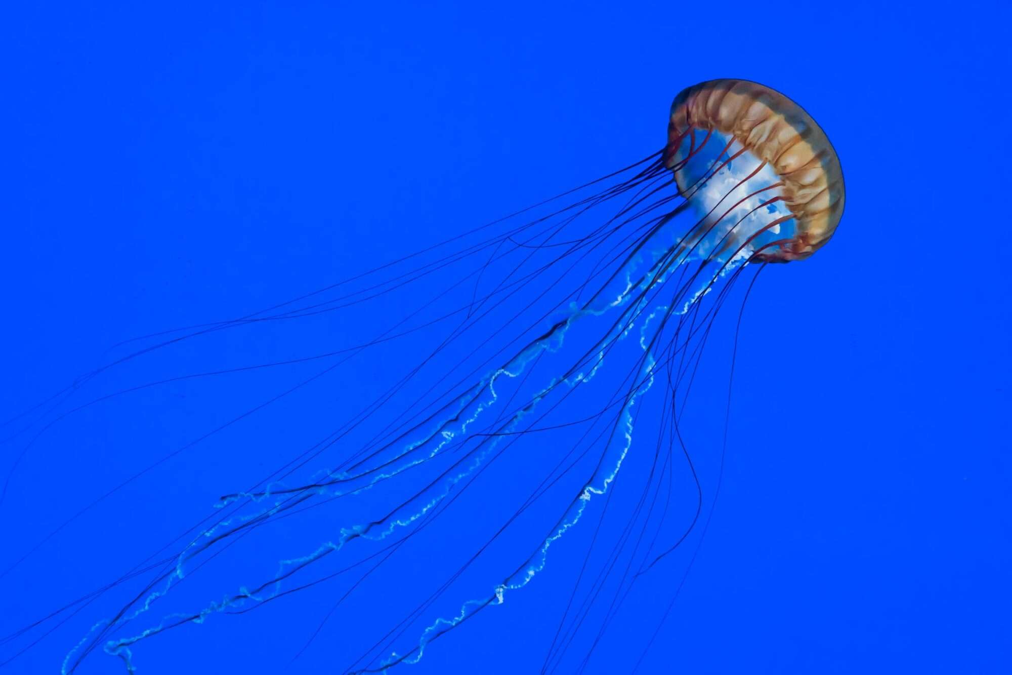 What Do Jellyfish Eat In A Tank
