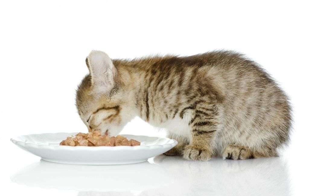Is Wet Or Dry Food Better For Cats