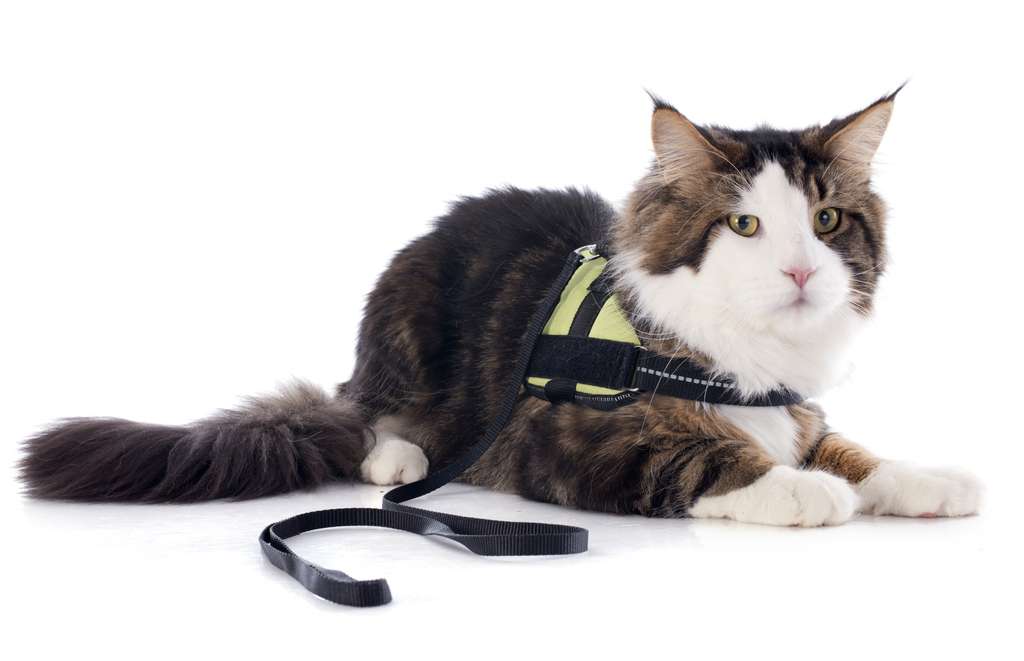 How To Harness Train A Cat
