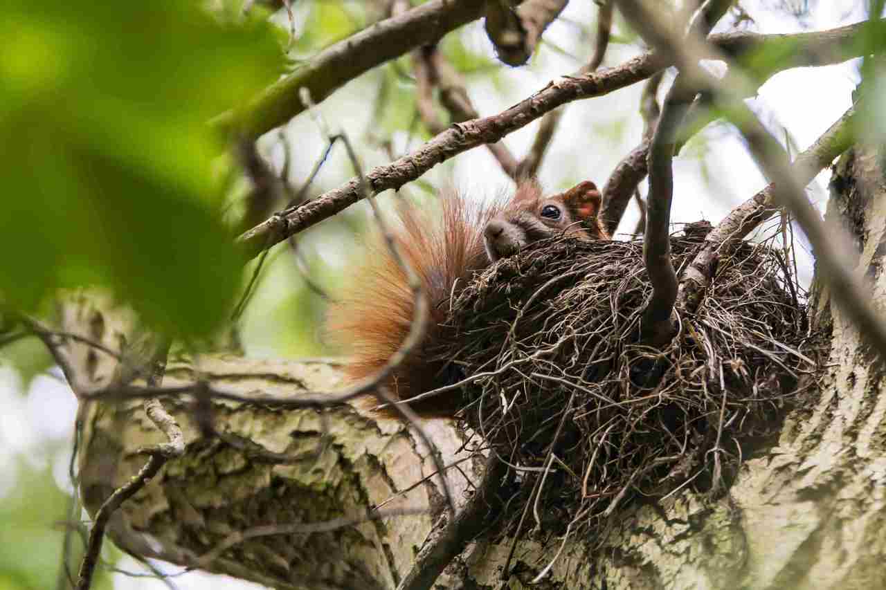 Do Squirrels Build Nests In Trees