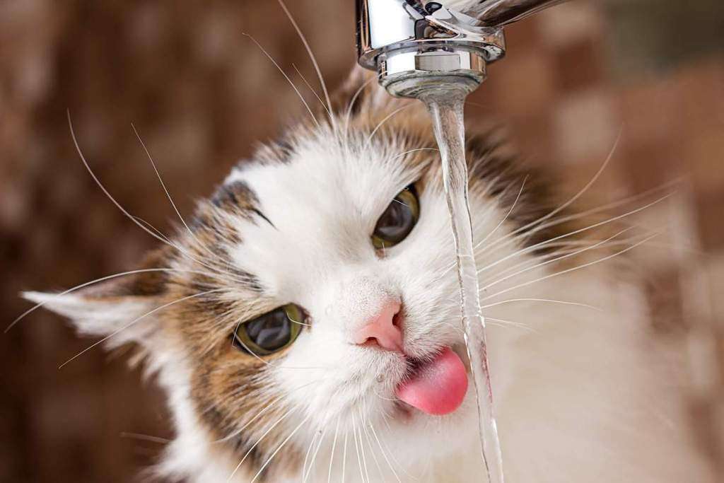 How To Get A Cat To Drink Water