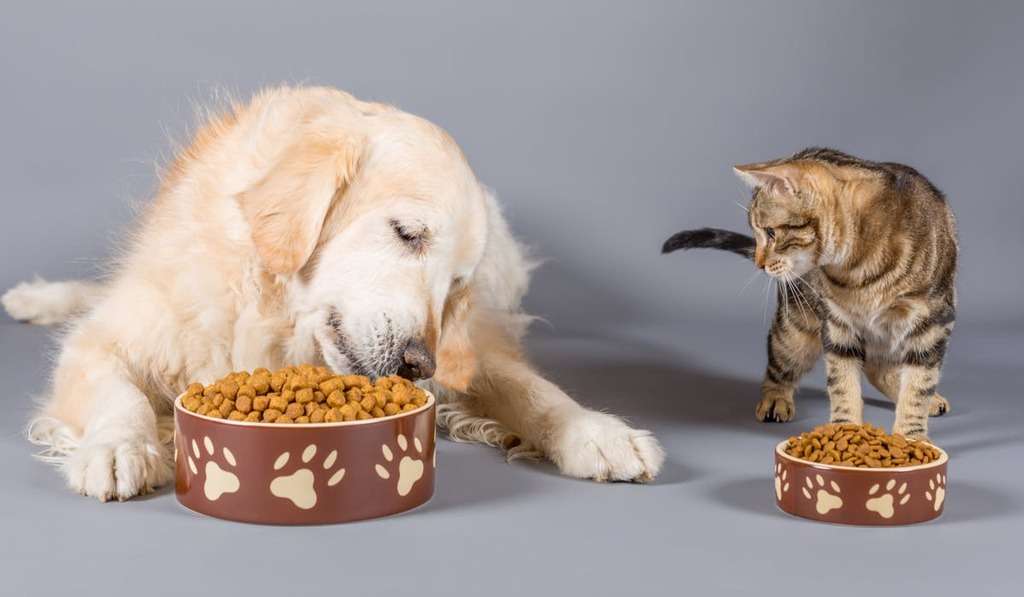How To Keep Dog Out Of Cat Food 