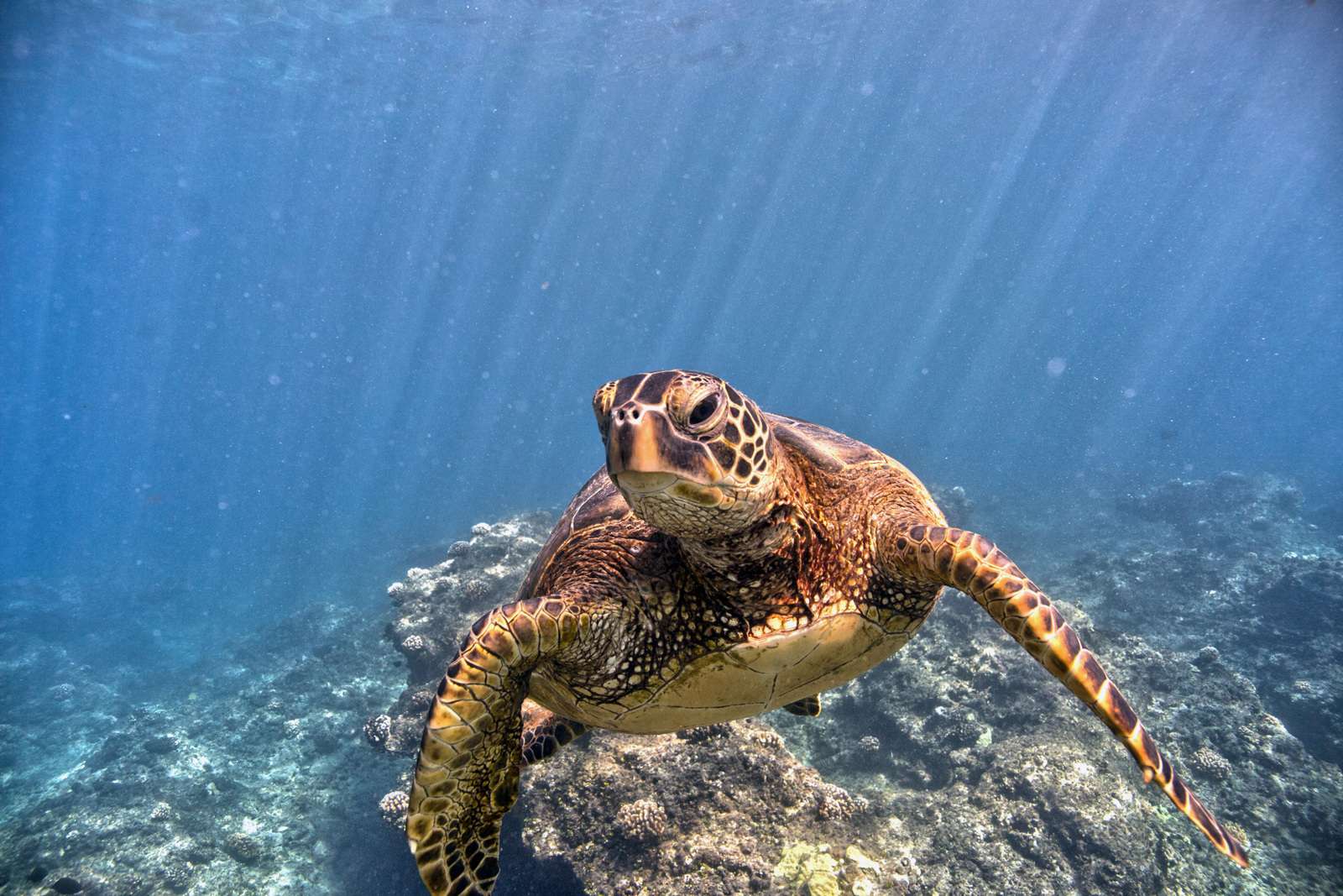 What Animal Eats A Sea Turtle