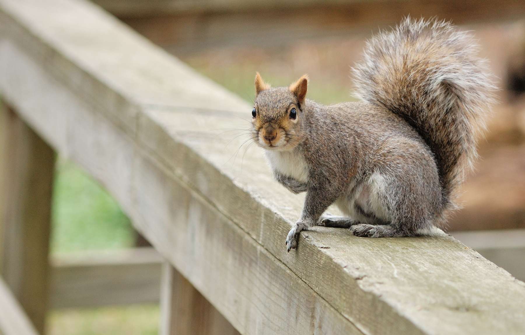 How To Keep Squirrels Away From Garden
