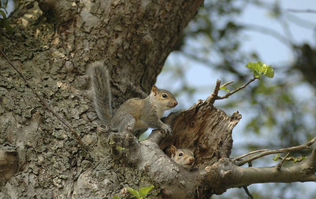 How Do Squirrels Build Their Nests