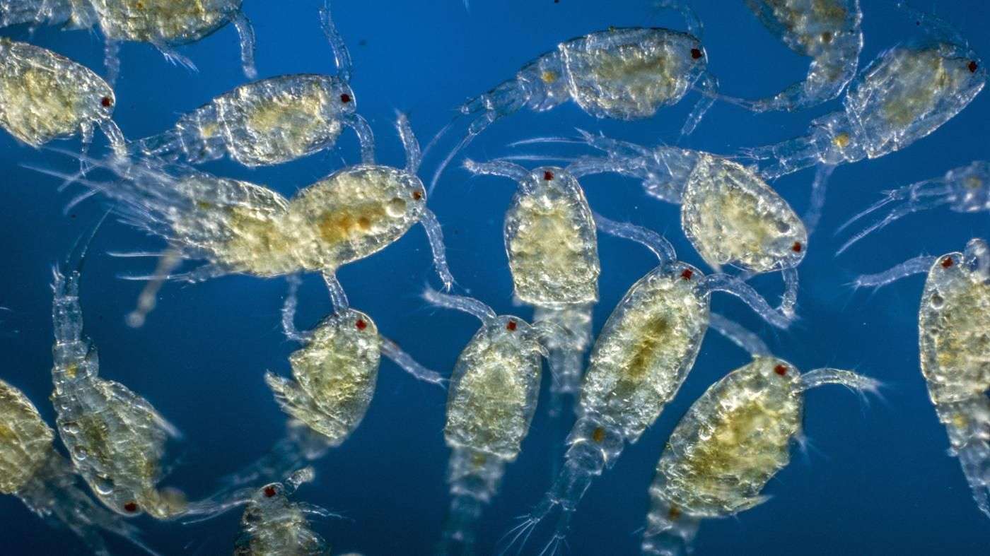 Does Plankton Produce Oxygen
