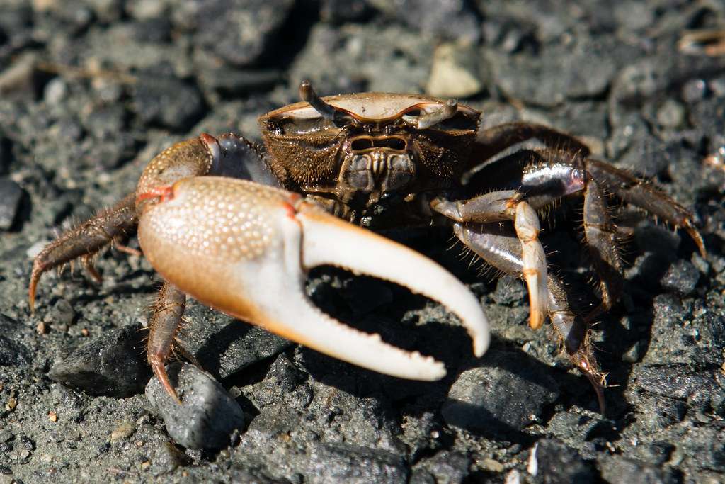 Are Fiddler Crabs Freshwater