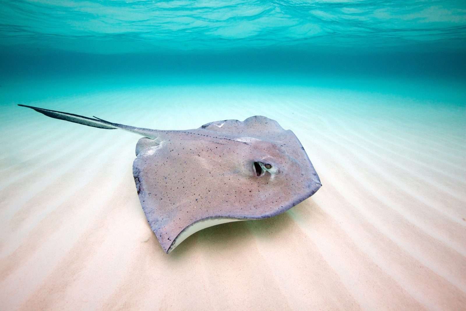 How Long Does A Stingray Sting Last
