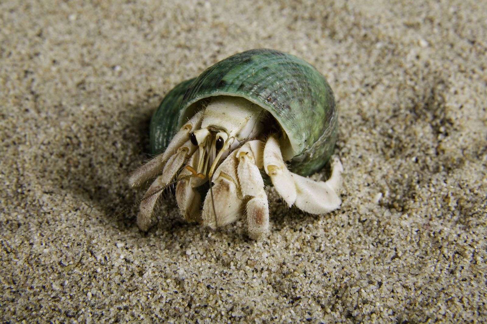 What Does A Pet Hermit Crab Eat