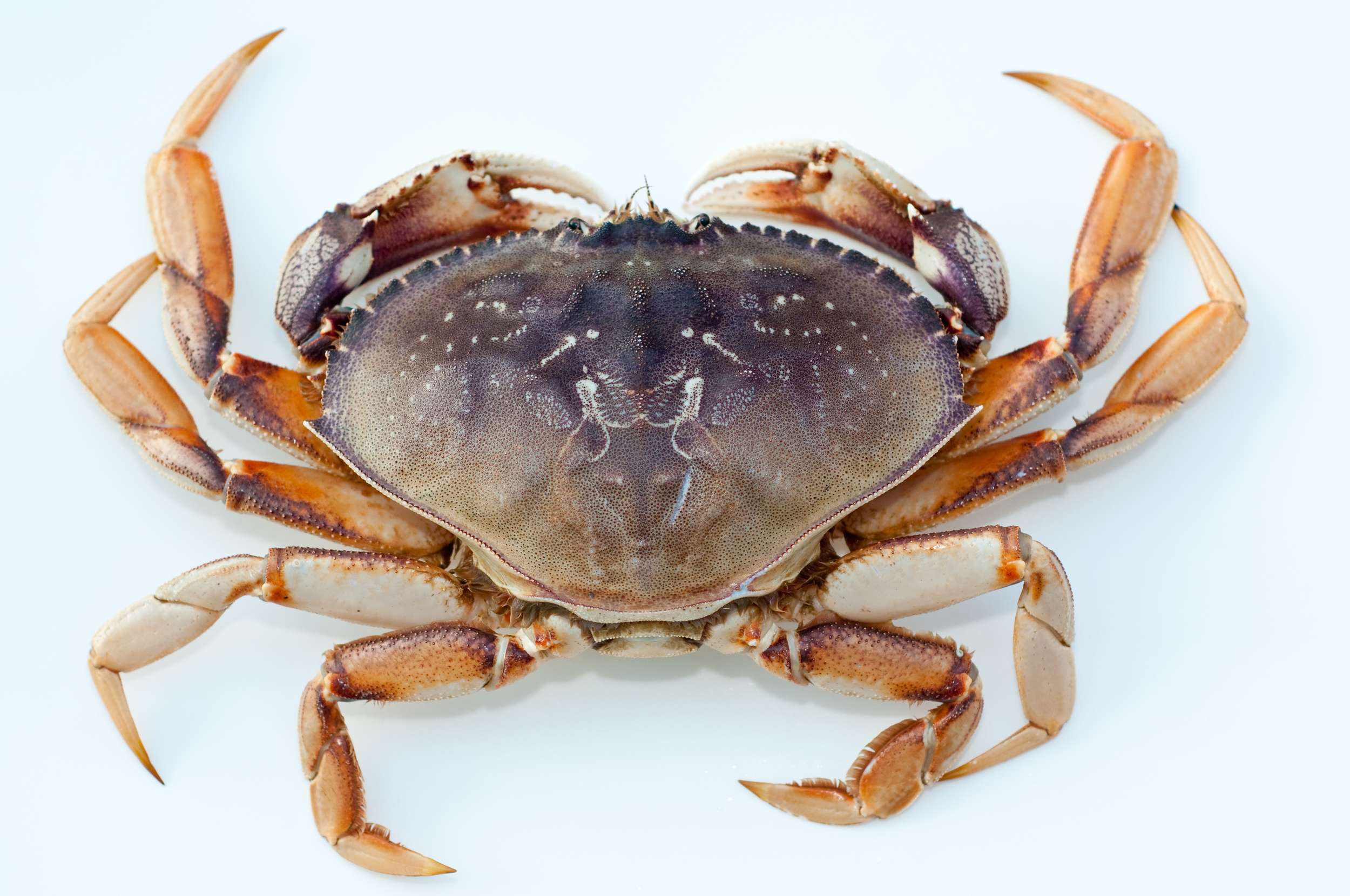 Do Crabs Grow Their Legs Back
