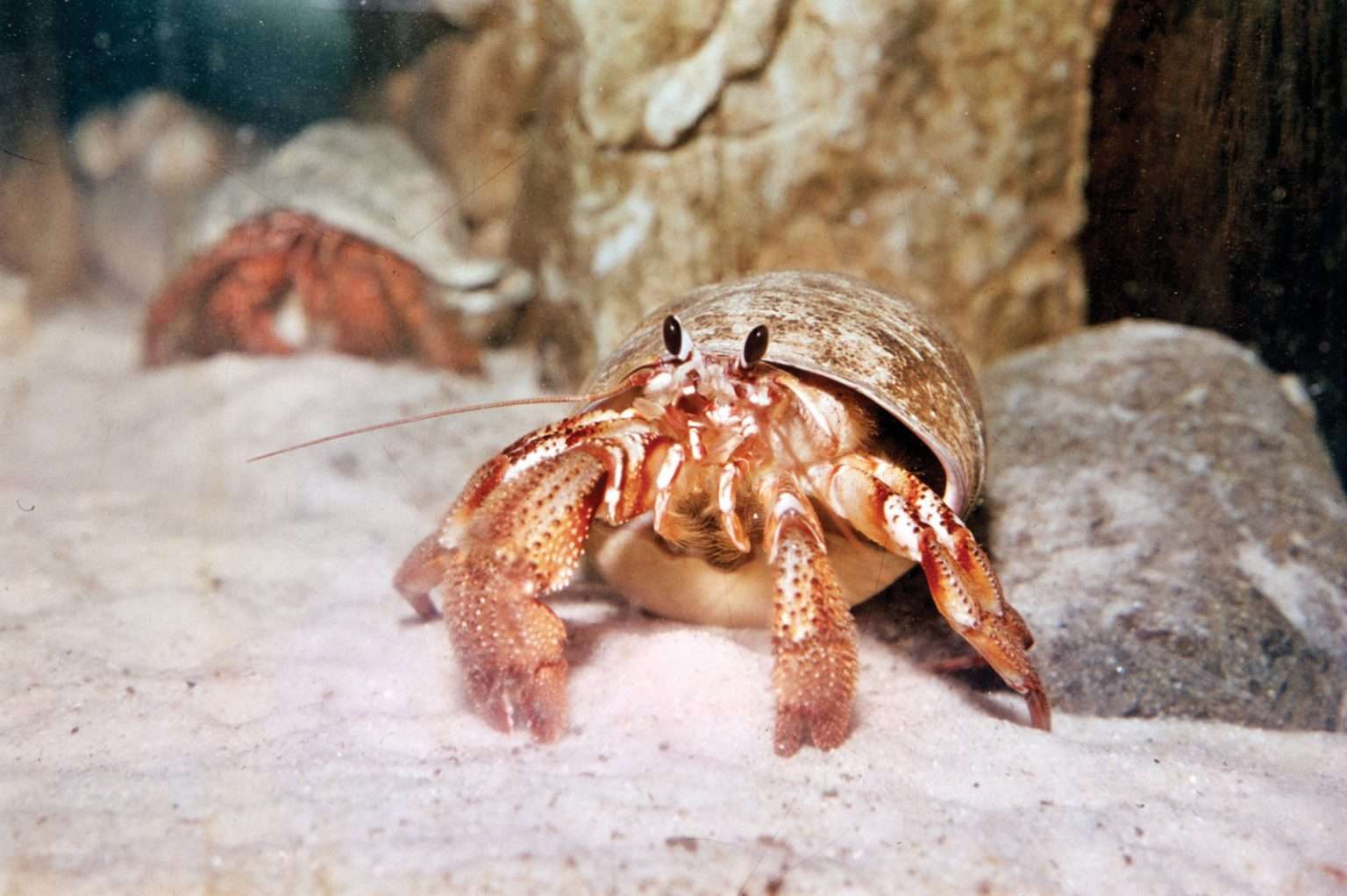Where Do Hermit Crabs Come From