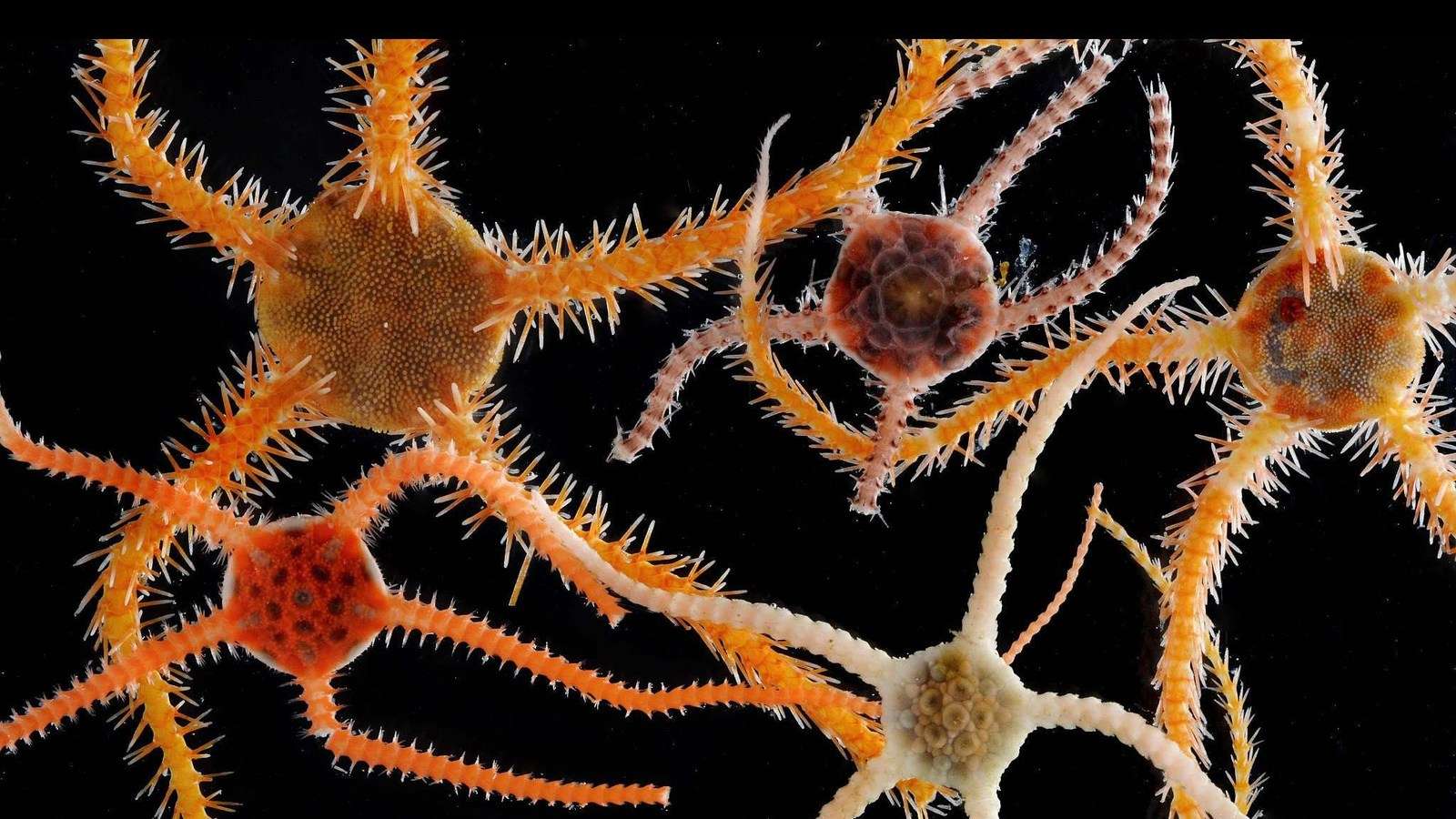 How Do Brittle Stars Move