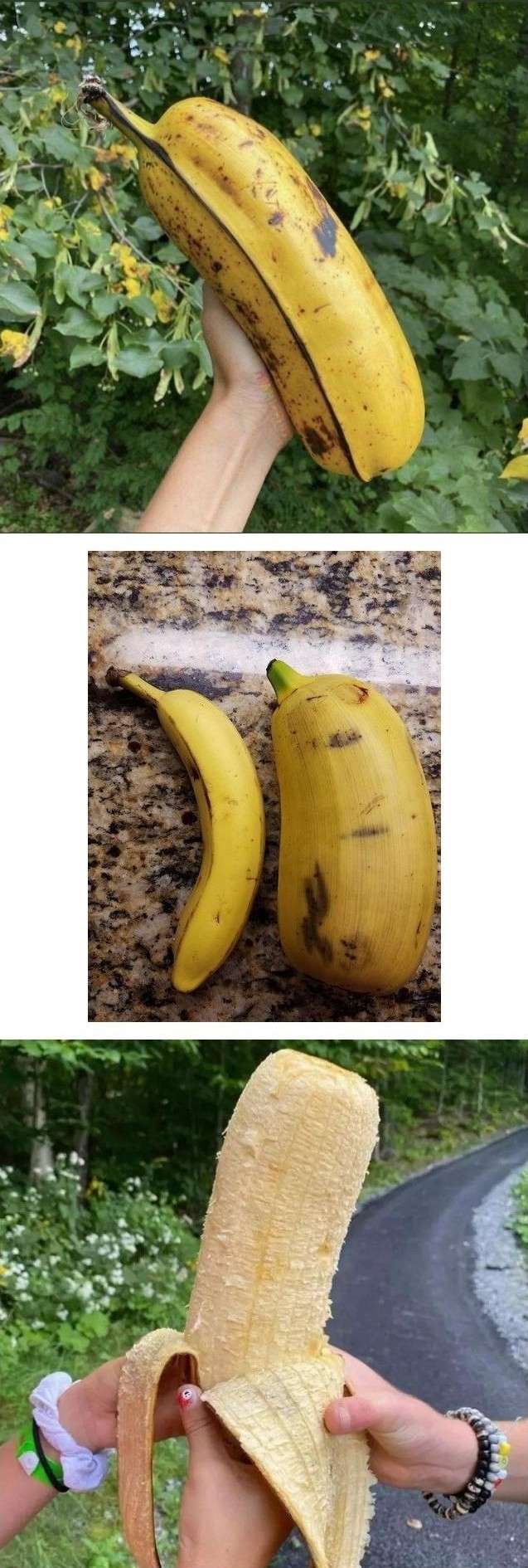 실제로 있다는 초거대 바나나 품종