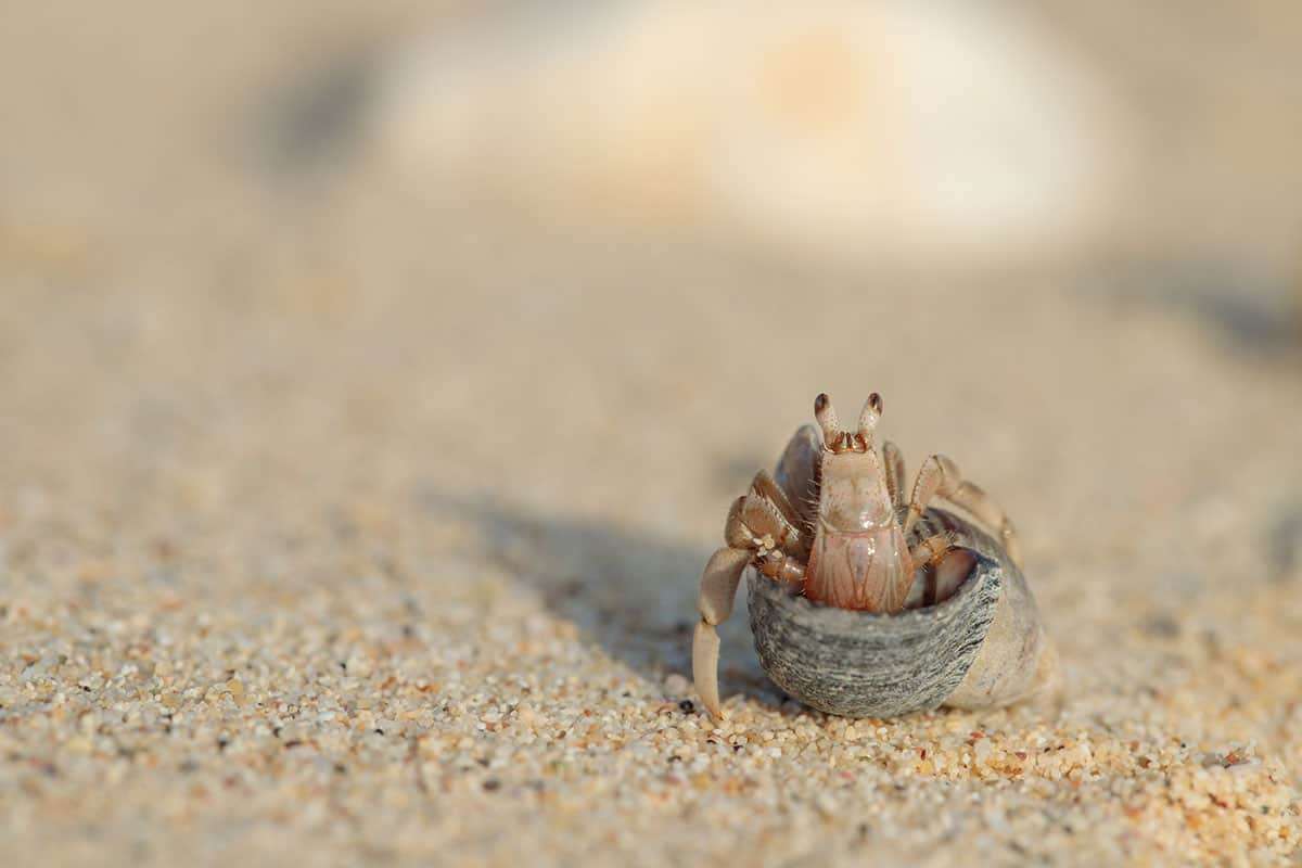 How Long Can Hermit Crabs Stay Underwater