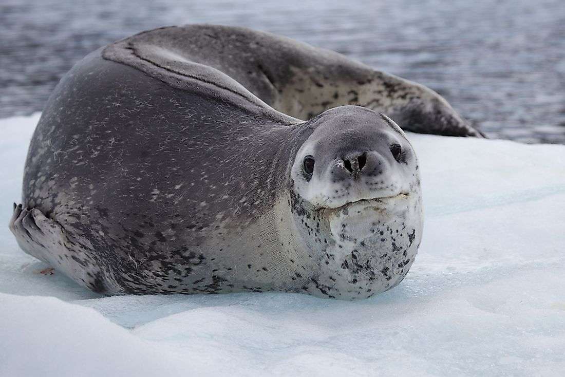 Are Seals Vicious
