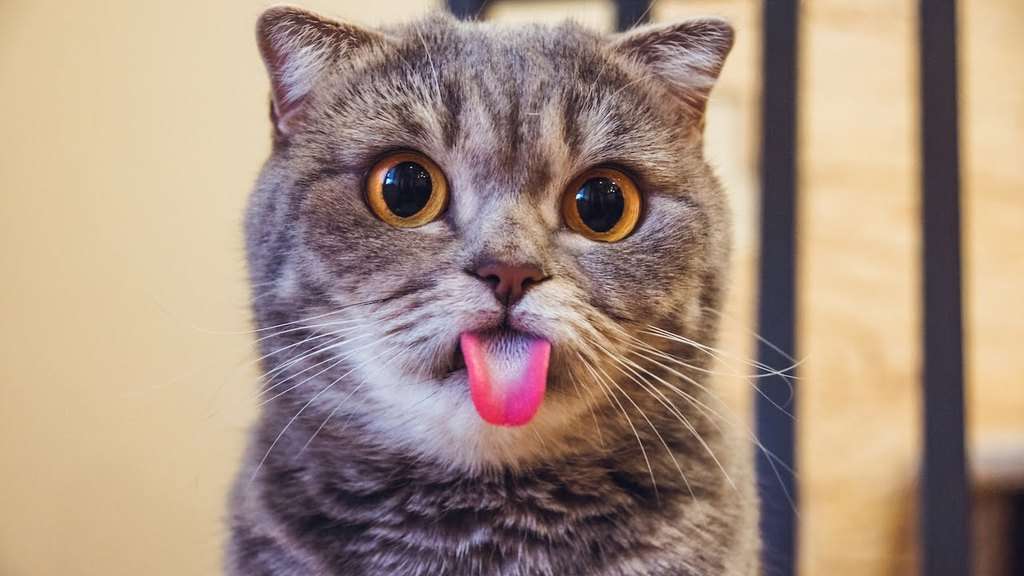 Why Do Cats Stick Their Tongue Out 