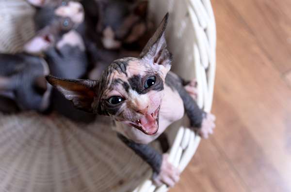 Are Sphynx Cats High Maintenance