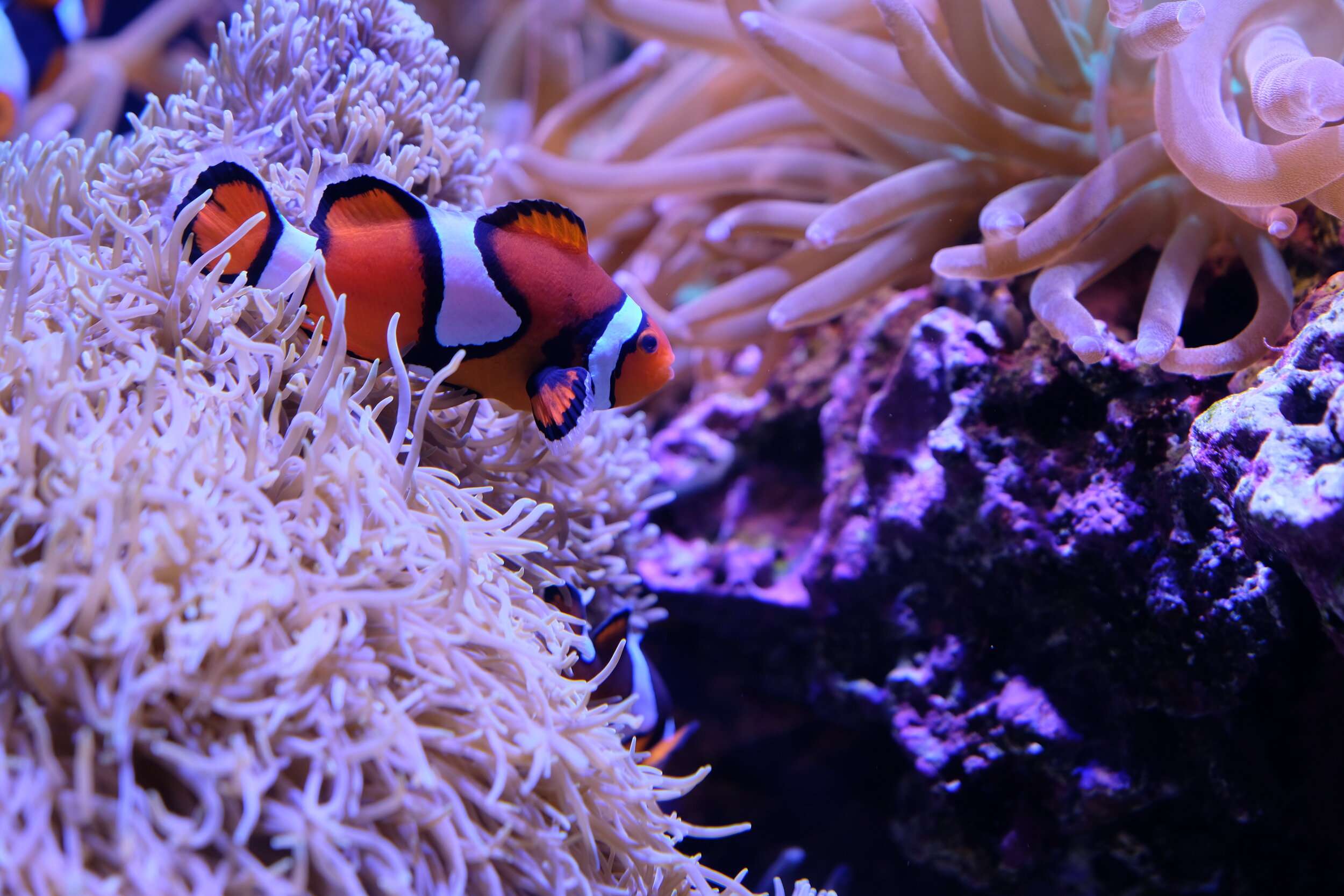 How Do Clownfish Help Sea Anemones
