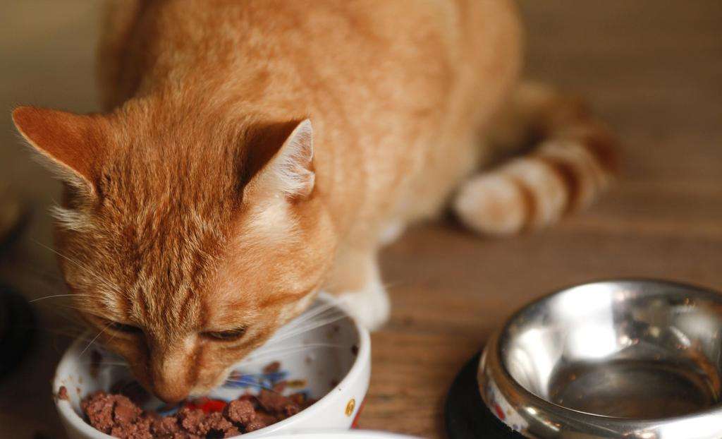 When Can Cats Start Eating Dry Food 