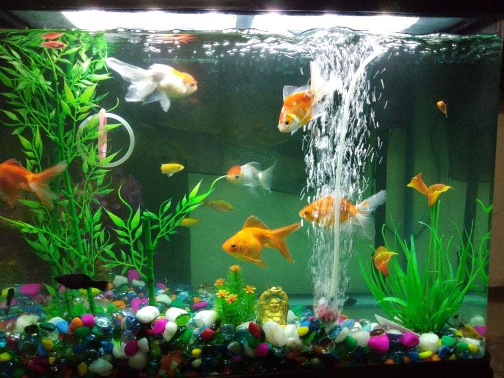 Bubble Machine For Fish Tank