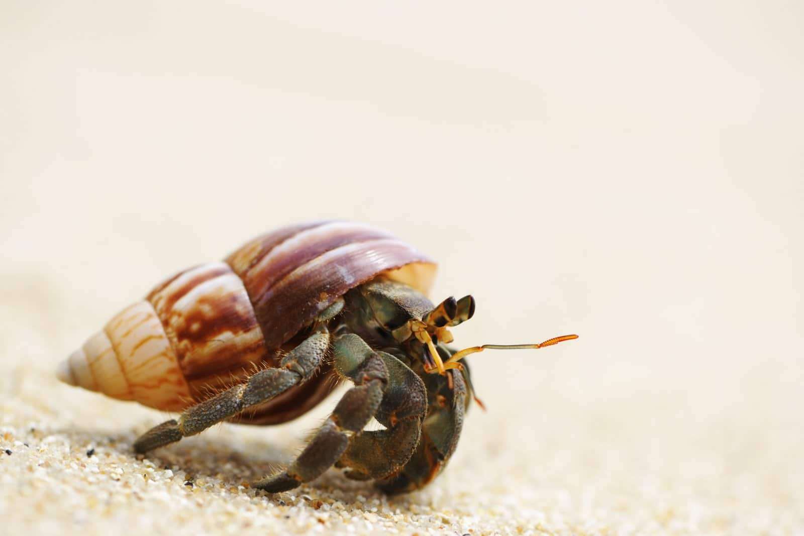 How To Make Salt Water For Hermit Crabs
