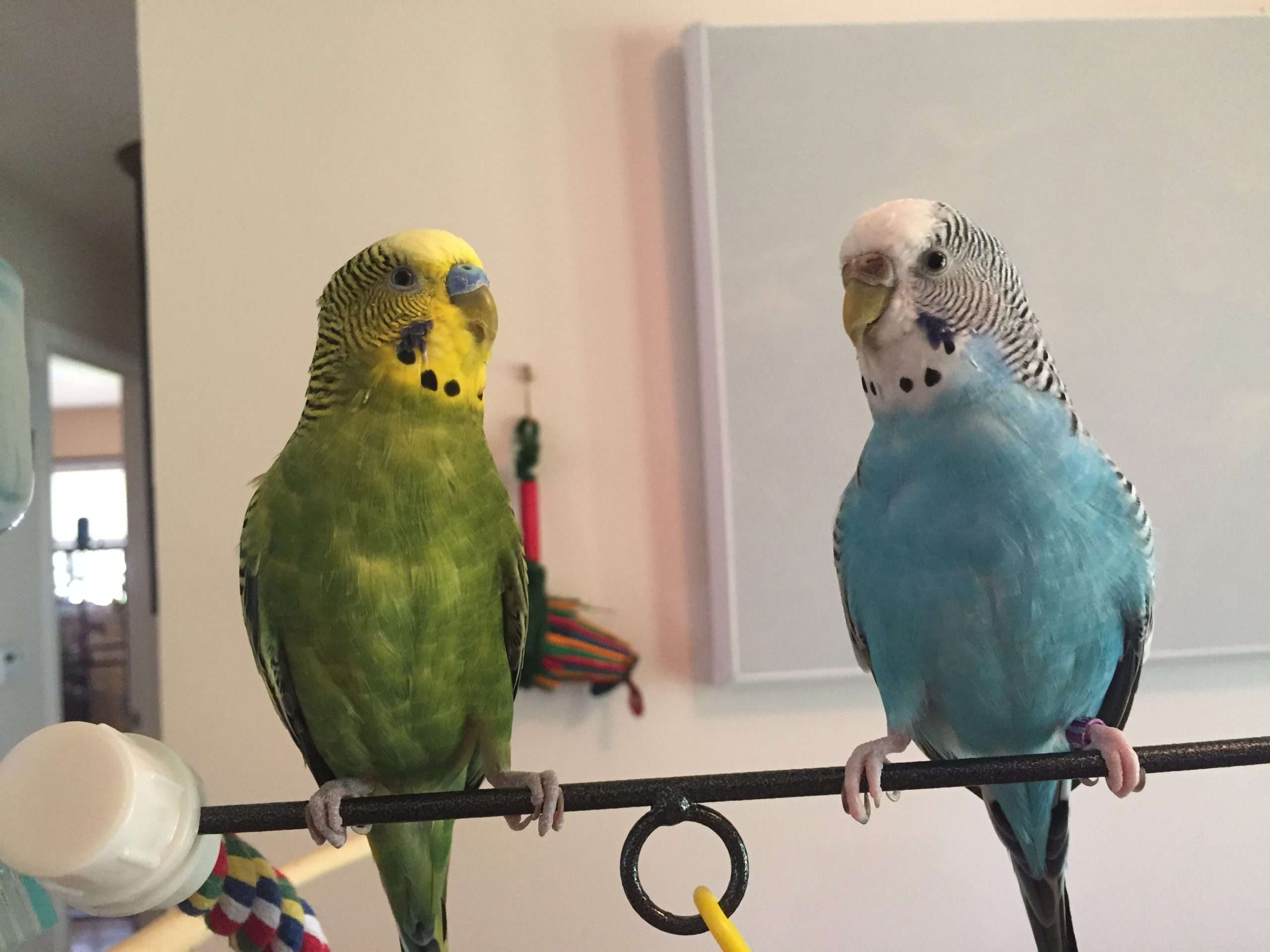 Can Parakeets Stay Outside In Summer