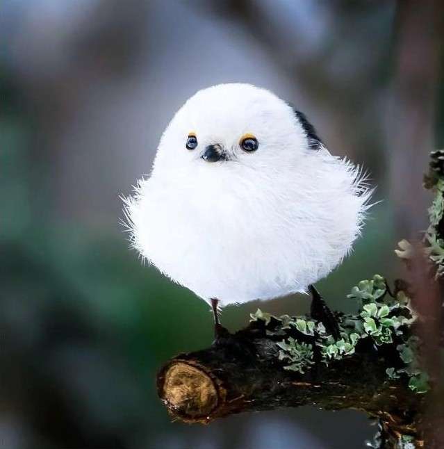 일본 훗카이도에서만 볼 수 있는 새