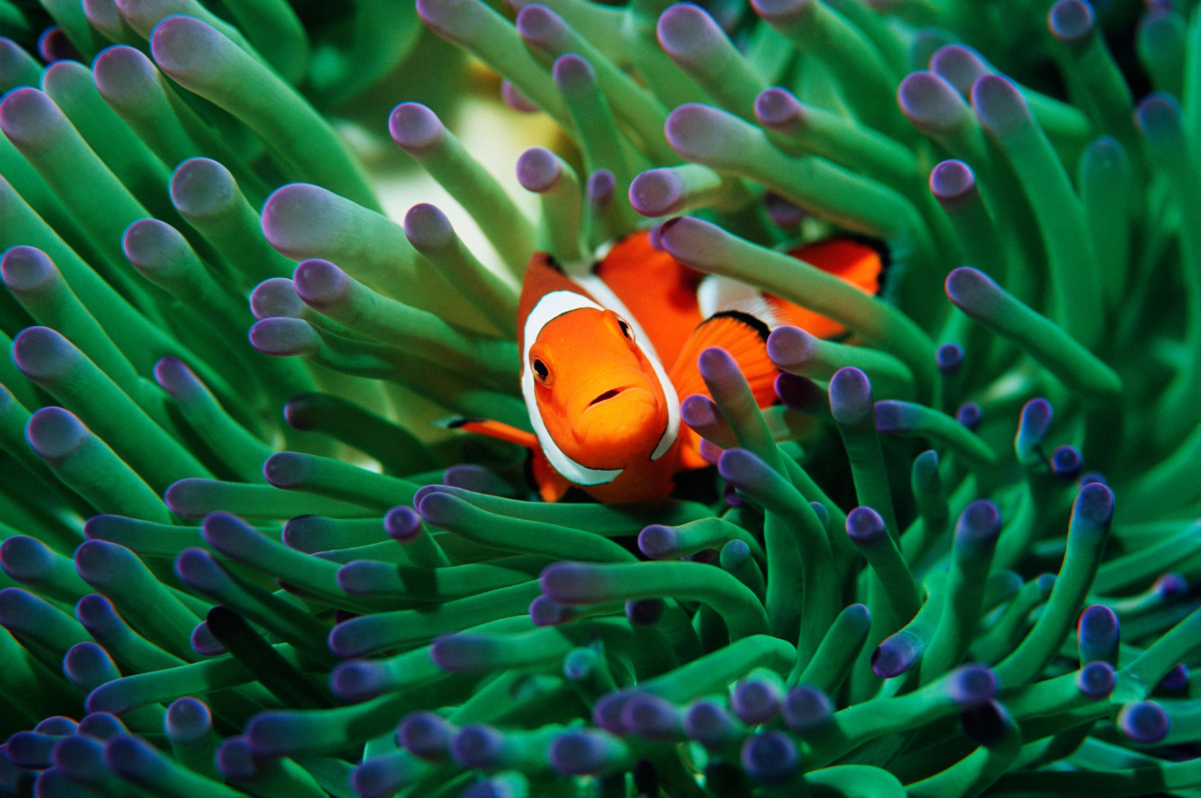What Is The Relationship Between Clownfish And Sea Anemone