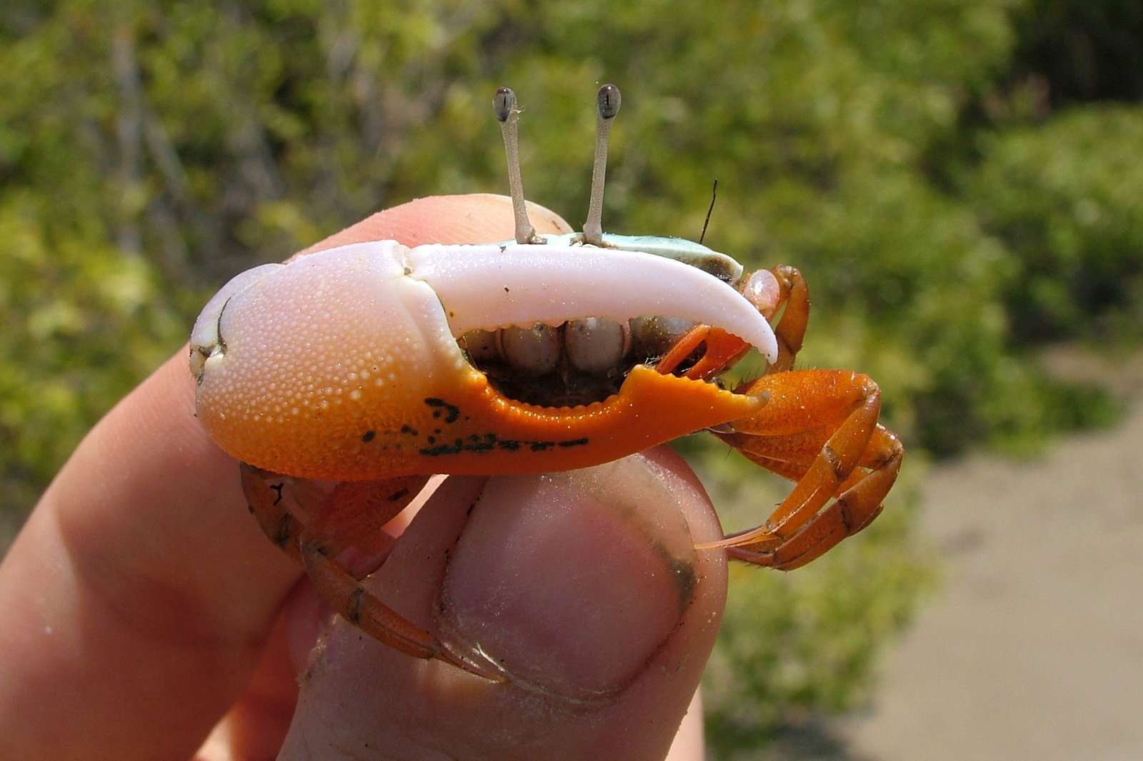 Can Crabs Regrow Claws
