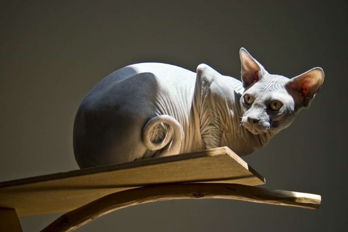 Are Sphynx Cats Natural