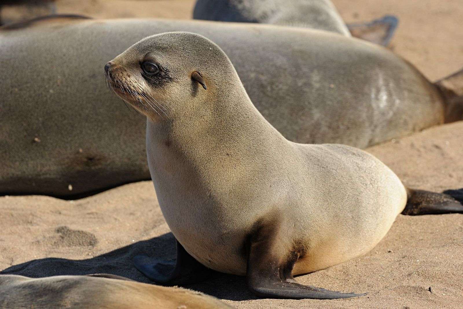 Do Seals Have Ears